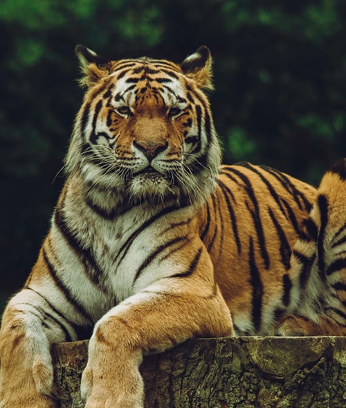 Tiger with Taj