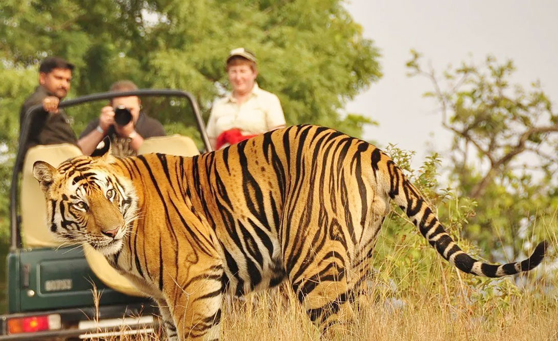 Tigers and Taj: Unveiling India’s Contrasting Wonders